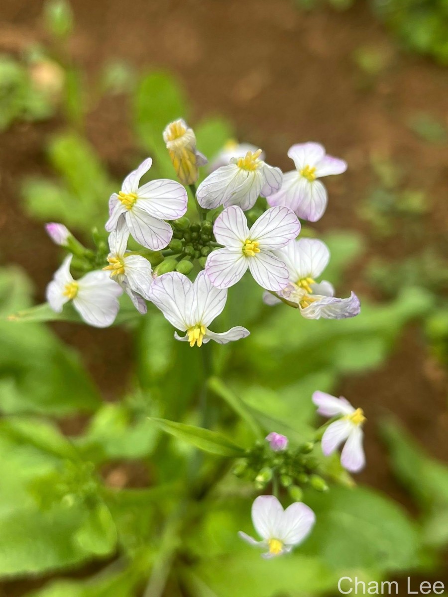 Raphanus raphanistrum L.